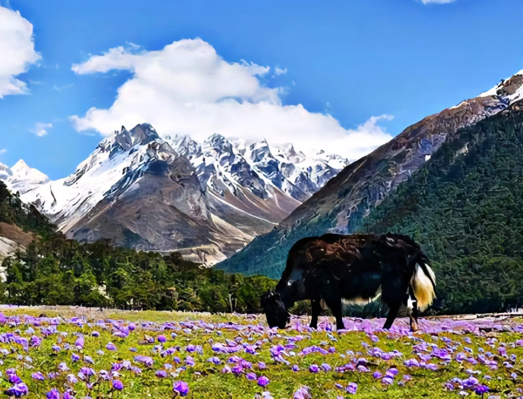 Sikkim